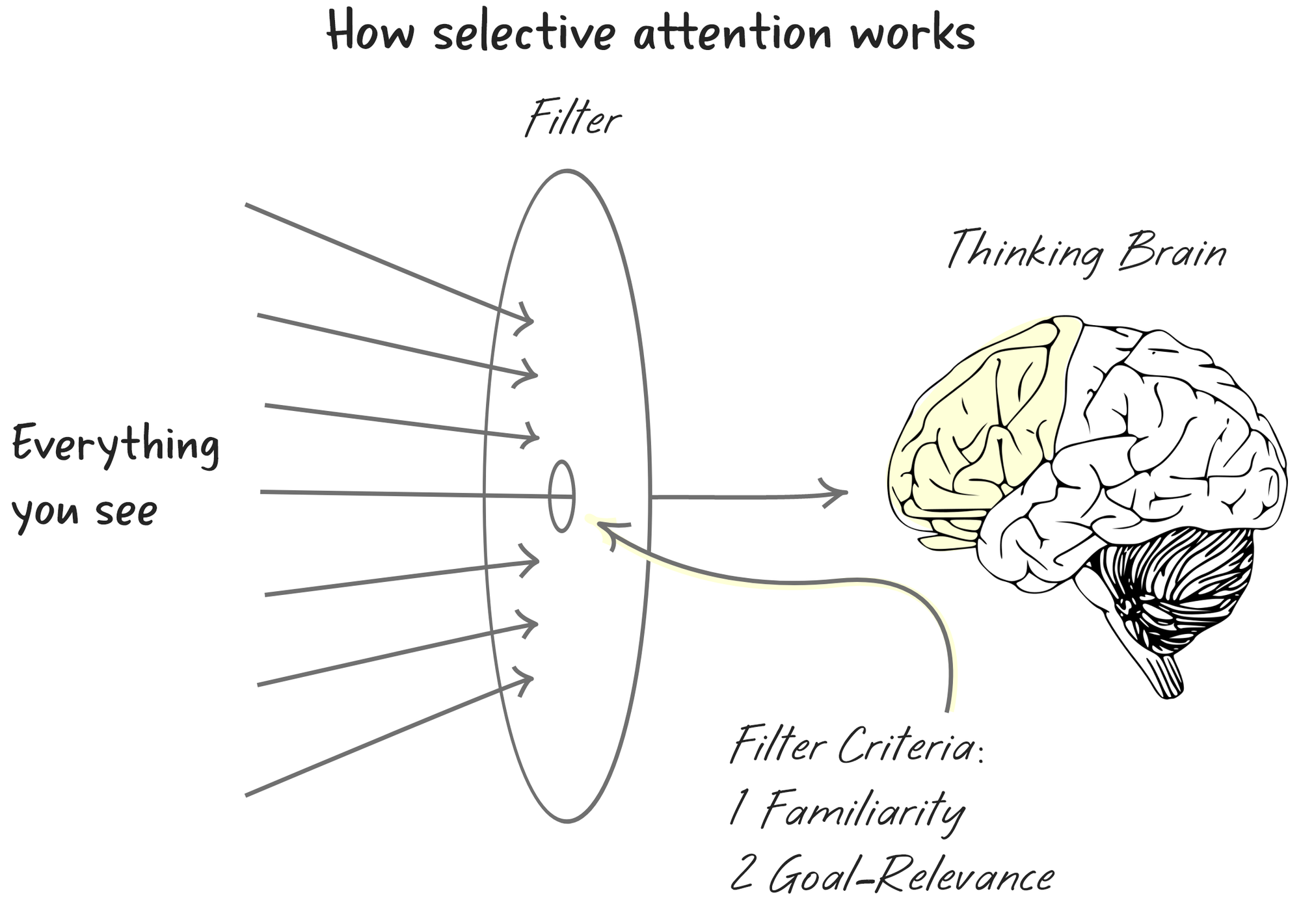 Chart demonstrating how selective atttention works, with everything you see being filter through to your thinking brain.